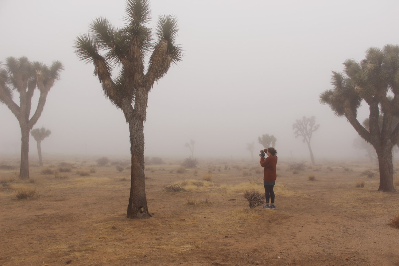 Photographer standards with their back to the camera, taking photos of Joshua trees in the fog.