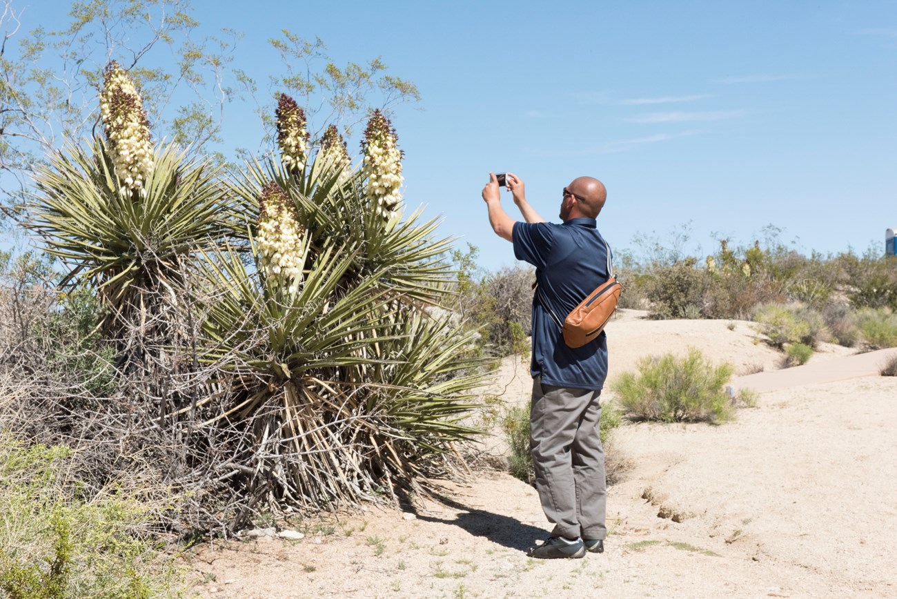 Color photo of a man holding a cell phone up to photograph a cactus in bloom. Photo: NPS / Jesmira Bonoan