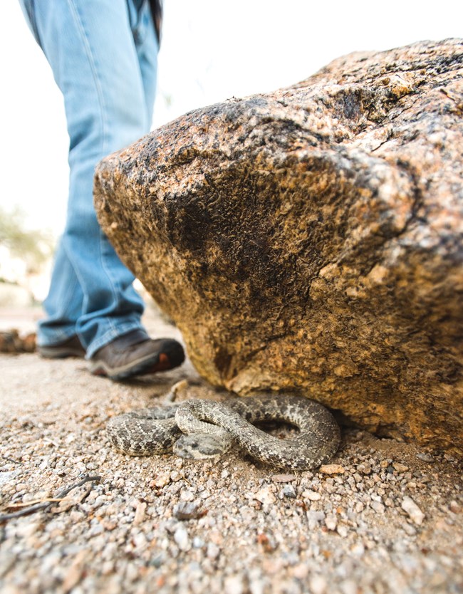 Rattlesnake under rock with a hike near by