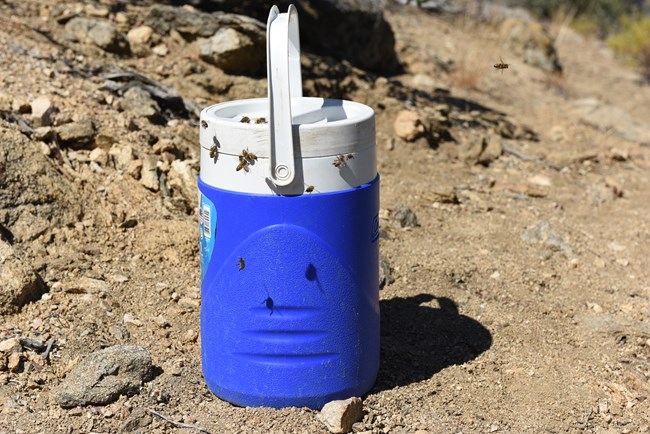 Bees gather on a water container