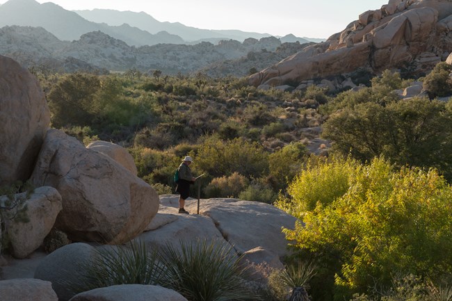 A man stands and reads a sign on top of a boulder with green plantlife surrounding him.