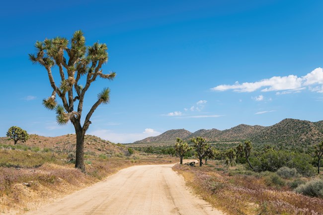 A dirt road disappears into the distance with a lone Joshua tree at the side of the road and vegetation-covered hills in the distance.