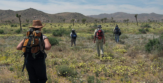 Hikers among a sea of blooming wildflowers in Lost Horse Valley Hikers among a sea of blooming wildflowers in Lost Horse Valley