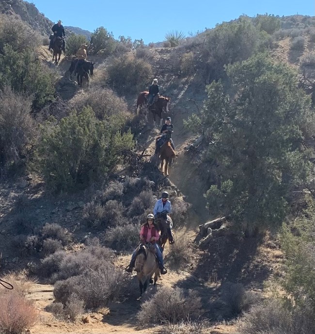 A group of horses with riders on a sandy, desert trail