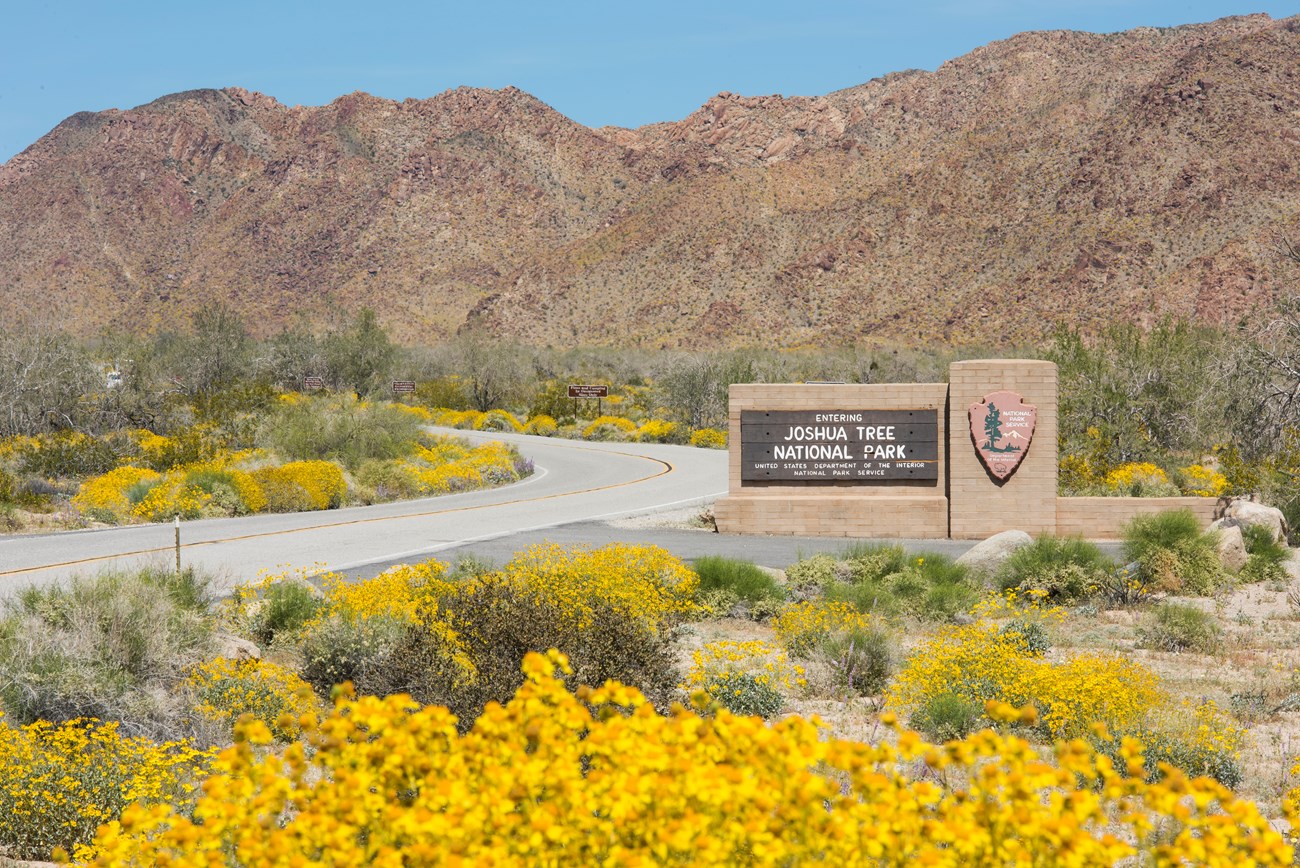 A sign that says "Joshua Tree National Park" with yellow flowers in