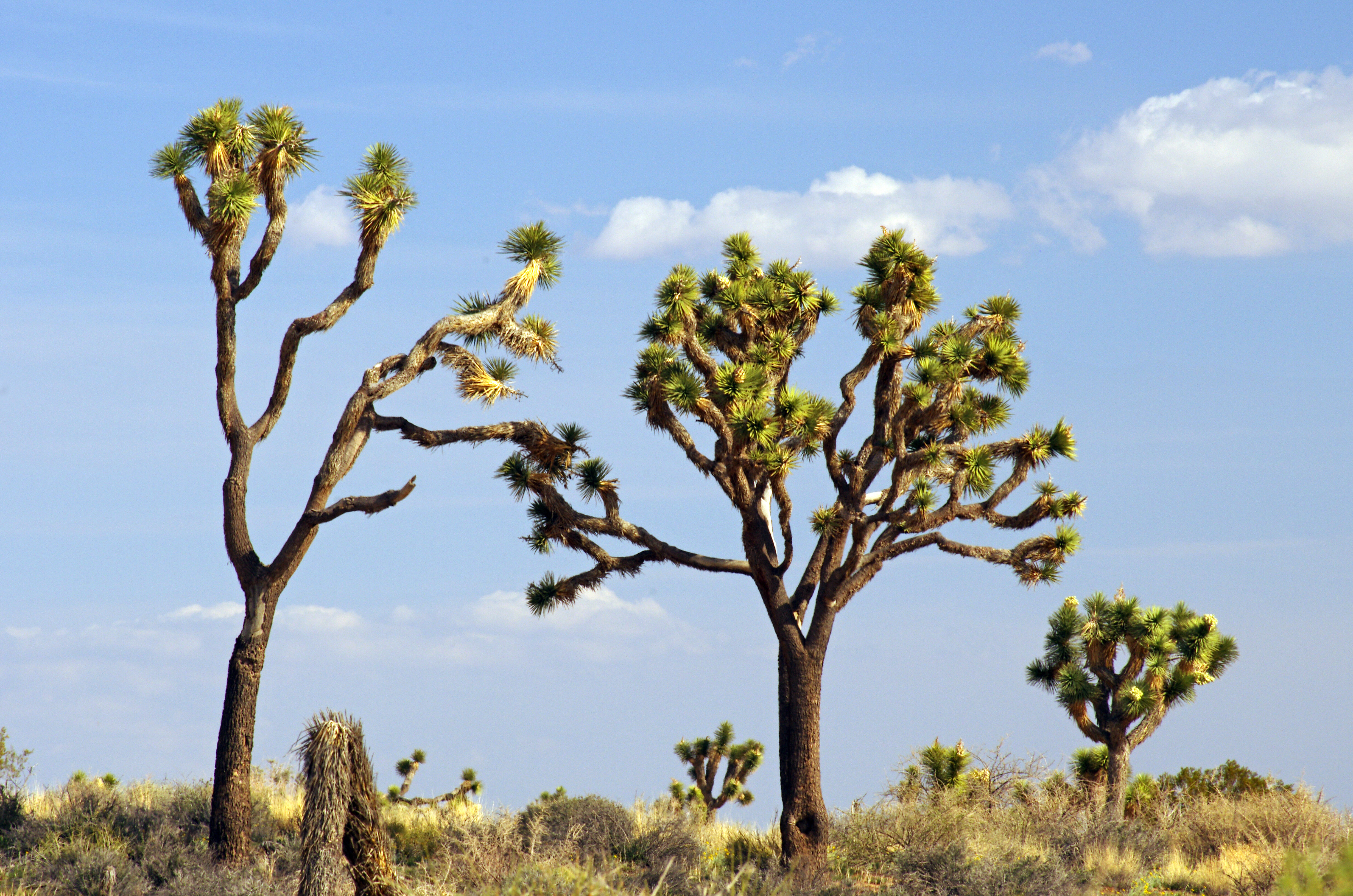 Joshua tree discount drone rules