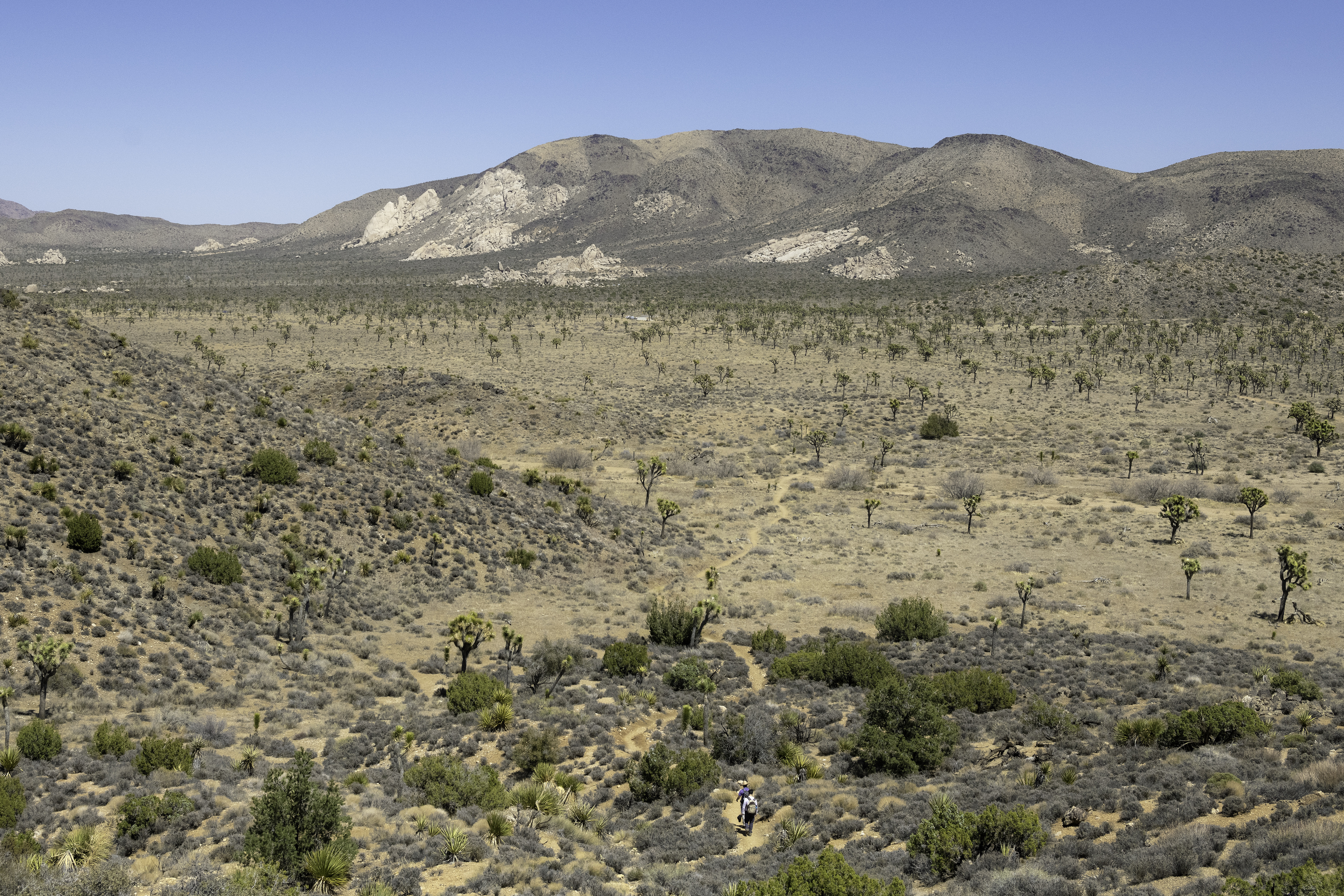 Juniper Flats Zone - Joshua Tree National Park