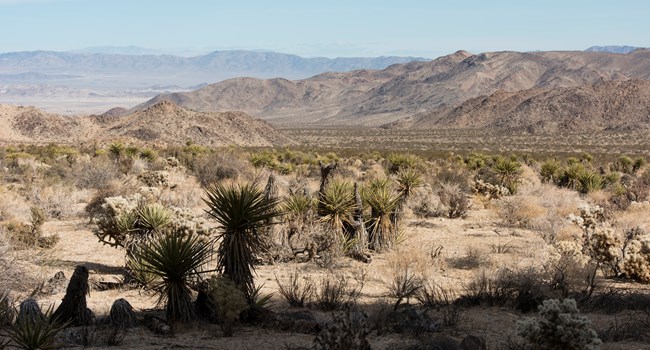 Desert vegetation with mountains in the background