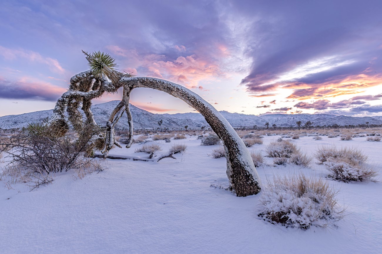 Leaning Joshua tree covered in snow with desert backdrop.