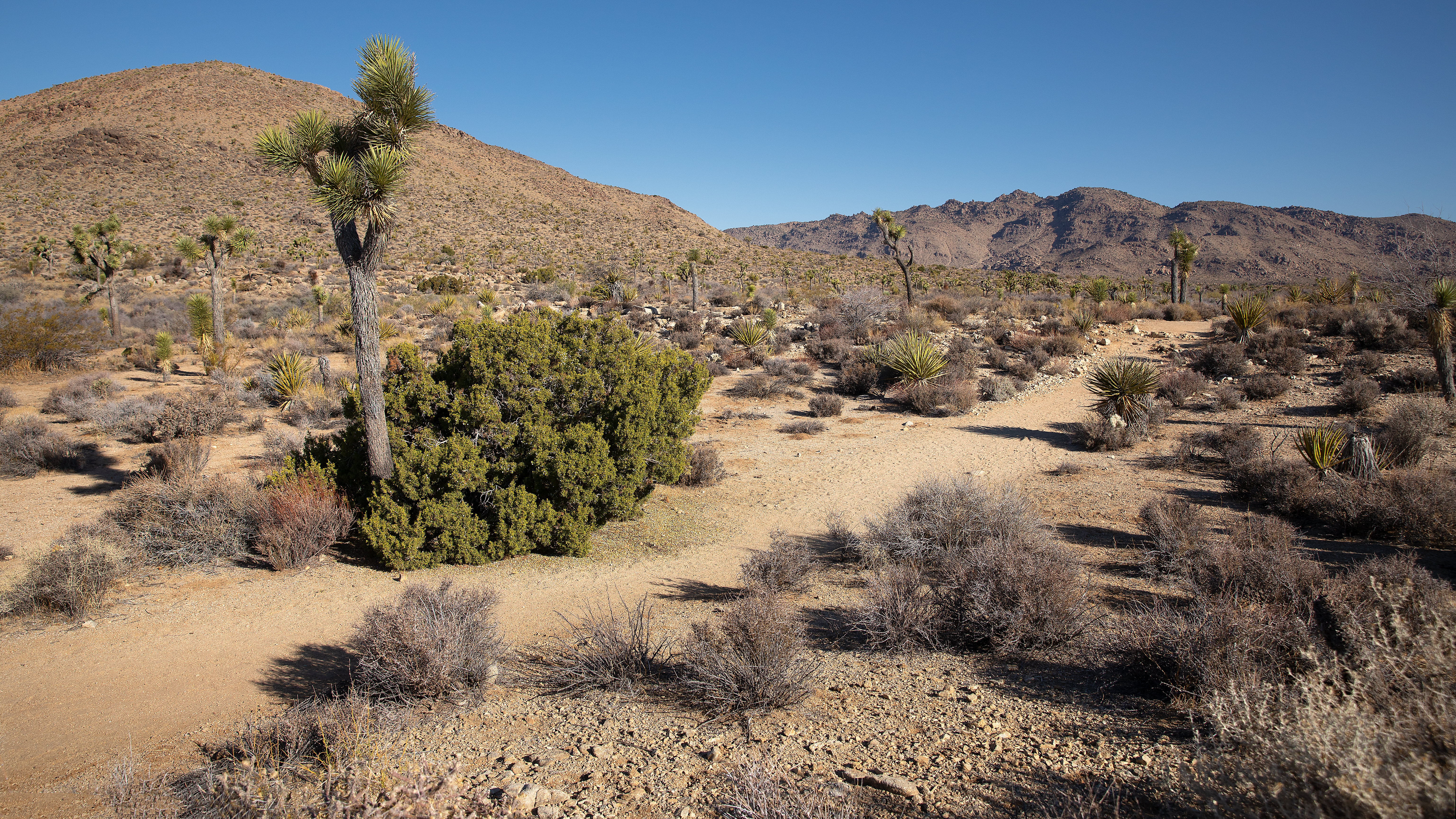 https://www.nps.gov/jotr/planyourvisit/images/Pine-City-NPS-Preston-Jordan-Jr.jpg