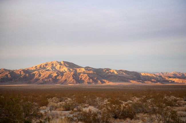 A desert mountain with desert vegetation in the foreground