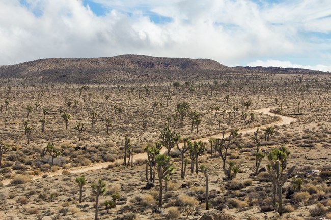 A dirt road leading through a valley of Joshua trees