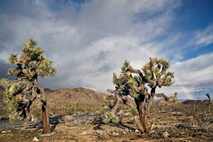 a rainbow arcs over a desert landscape a rainbow arcs over a desert landscape