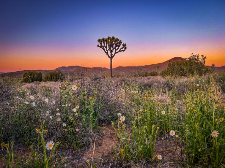 Joshua Tree in a field of flowers