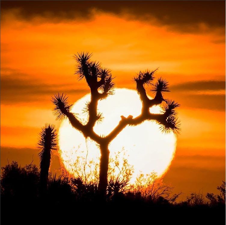 A Joshua tree silhouetted by the sun