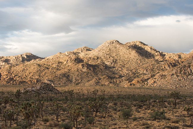 a valley of desert vegetation with rocky mountains in the background