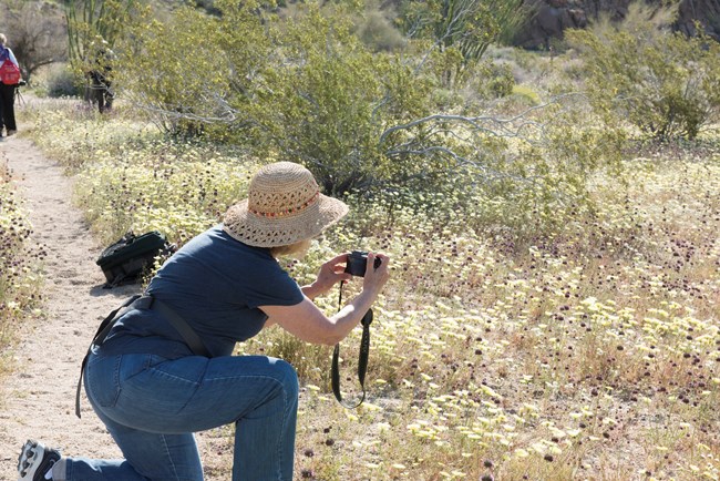 A person kneeling on a trail and taking pictures of wildflowers