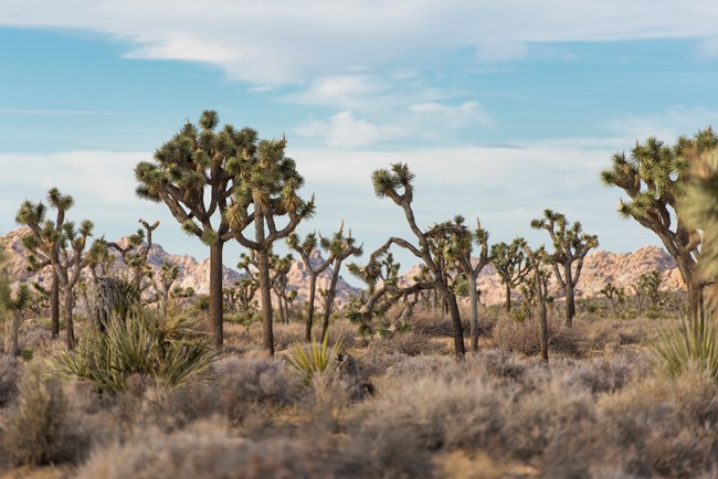 Joshua trees and desert vegetation with mountains and a blue sky in the background