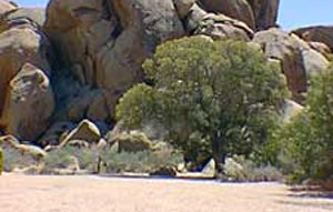 Live Oak Picnic Area