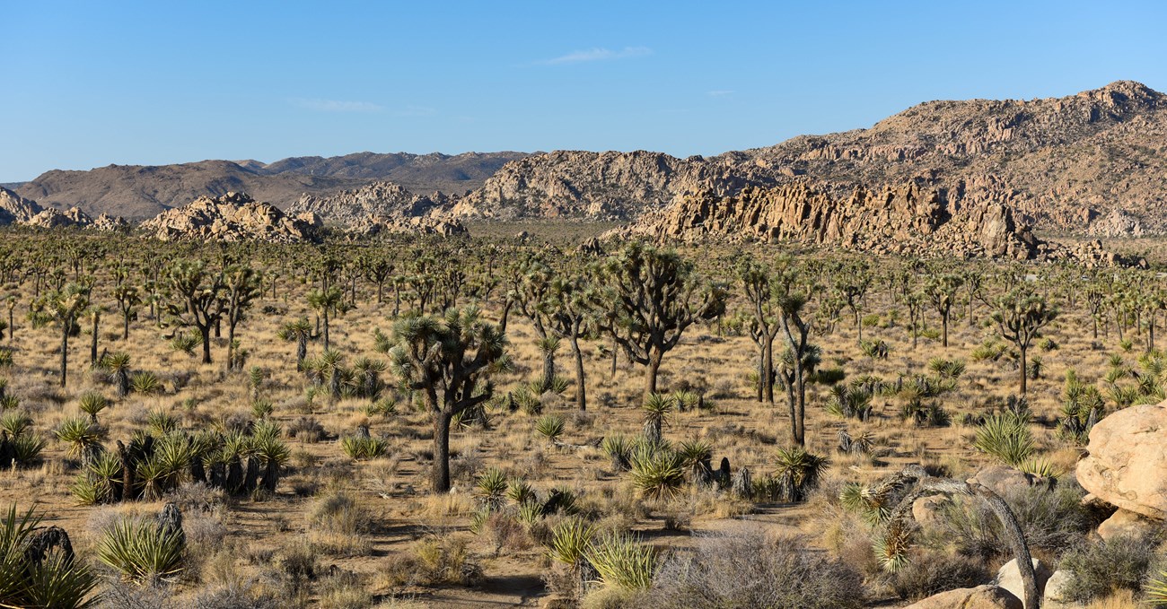 A valley of Joshua trees with mountains on the horizon.