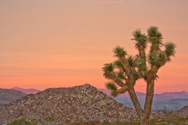 a rocky mountain and joshua tree with a colorful sunset sky