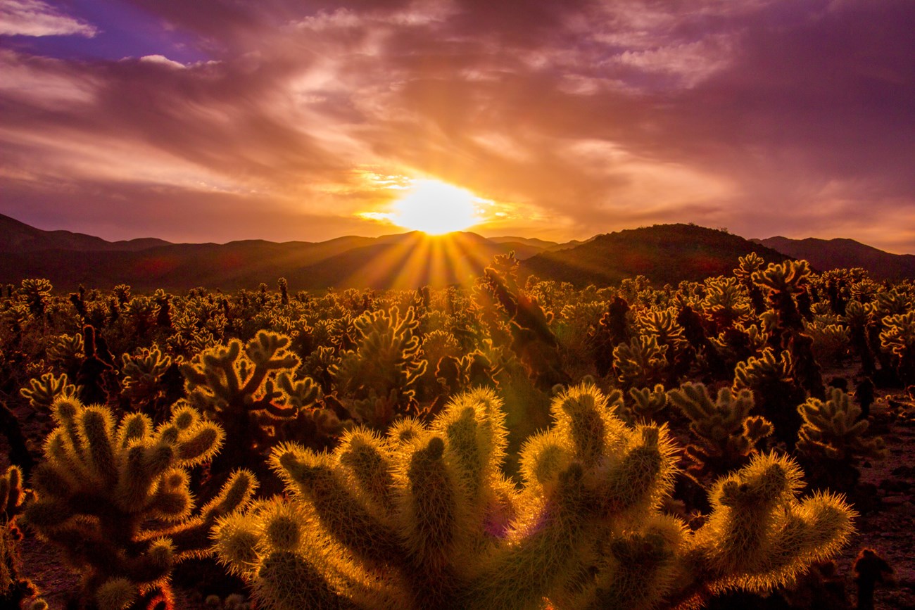 the setting sun behind a field of cactus