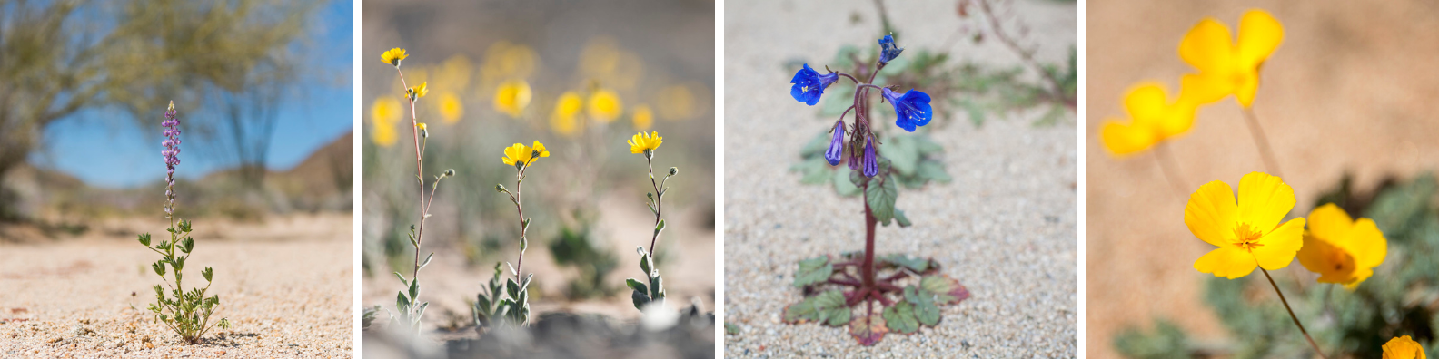 A montage of purple and yellow wildflowers