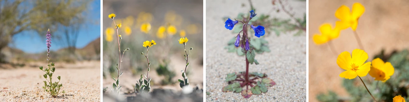 Wildflowers A montage of purple and yellow wildflowers