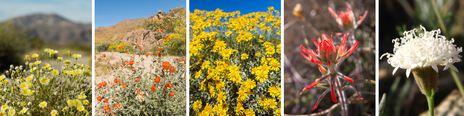 A montage of yellow, orange, red, and white wildflowers