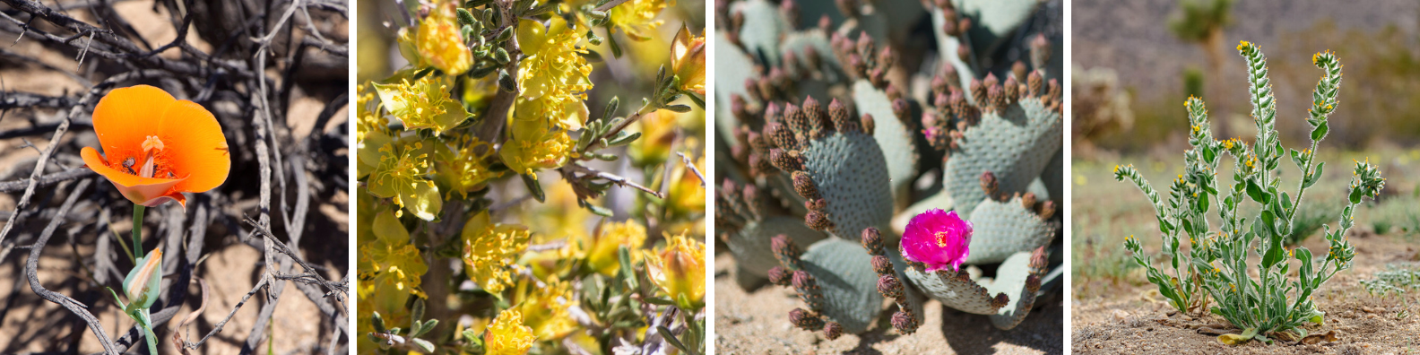 A montage of orange, yellow, and pink flowers