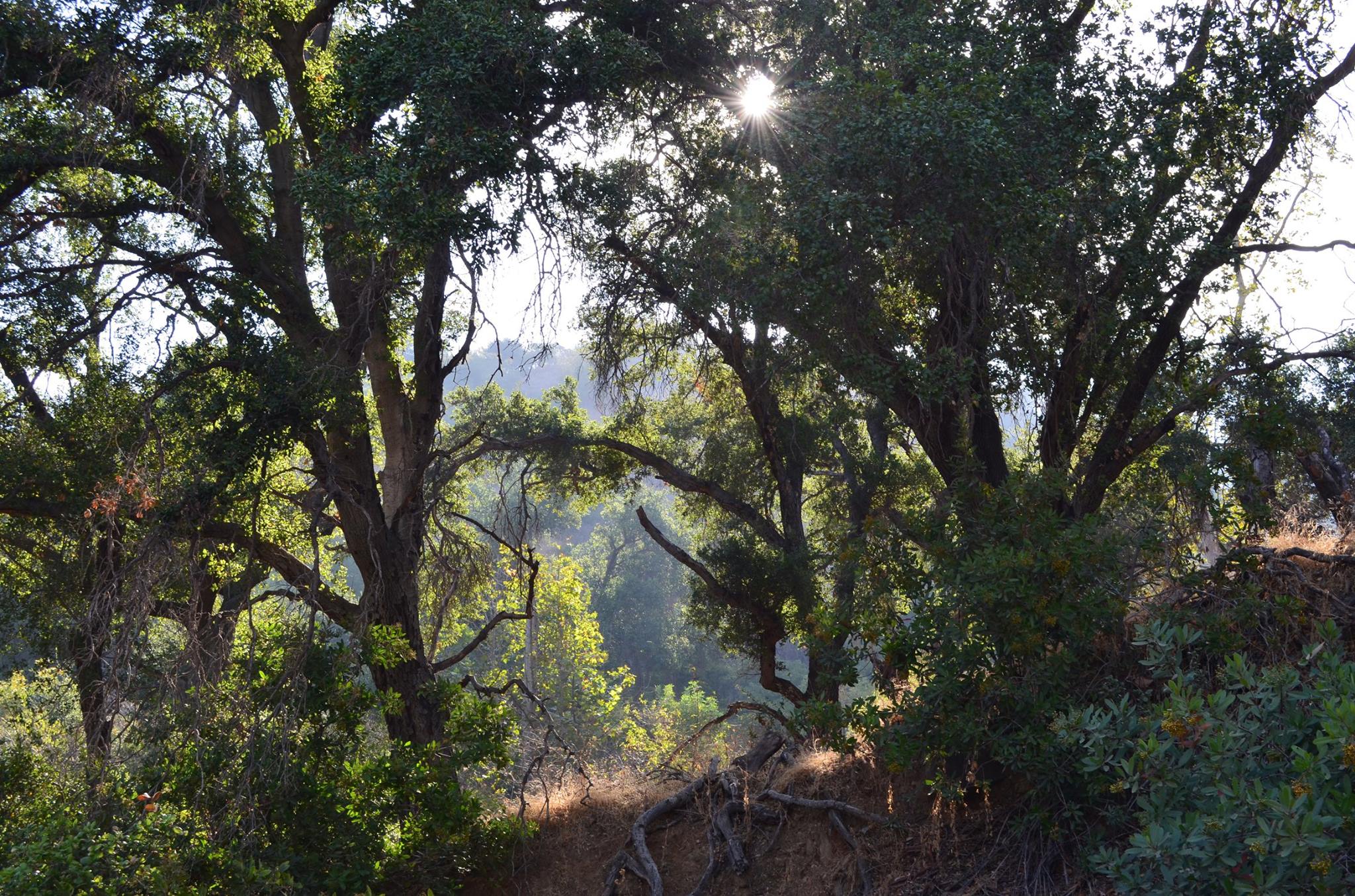 Fern Canyon - FoGP Two large trees silhouetted by a bright sun. In the background a mountainside is blanketed by vegetation.
