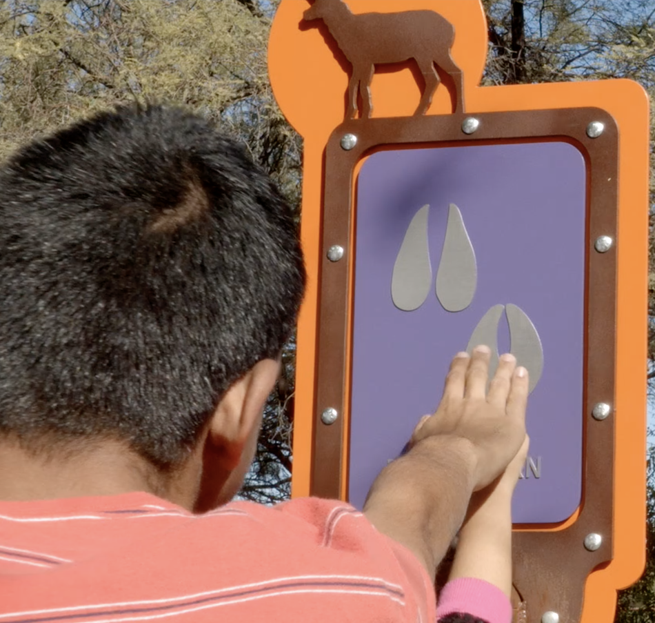 A young man touches an animal track on a tactile exhibit