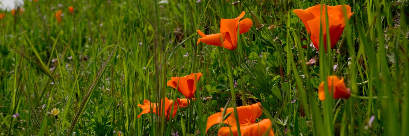Orange poppies on a green grassy hillside