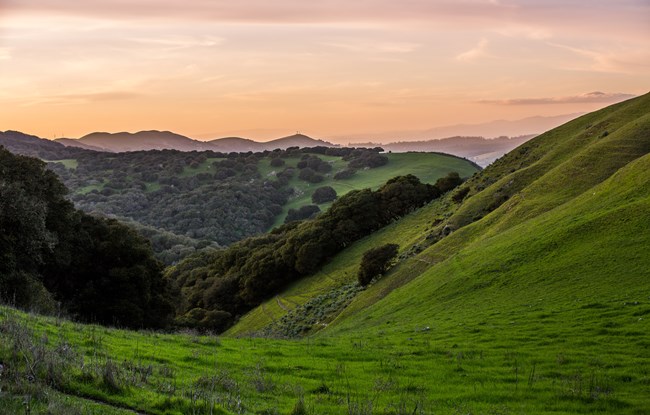 Green rolling hills are dotted with full trees under a purple and orange darkening sky