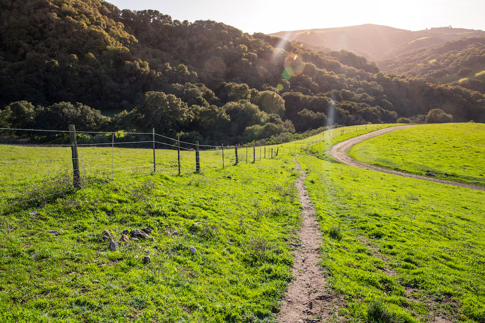 A trail in a grassy field following a fence line