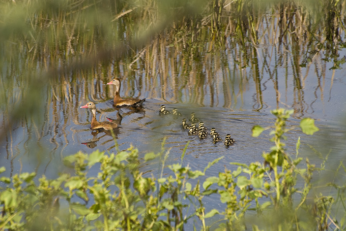 whistling duck for website