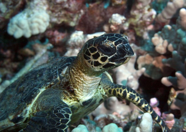 Underwater photograph of honu ea