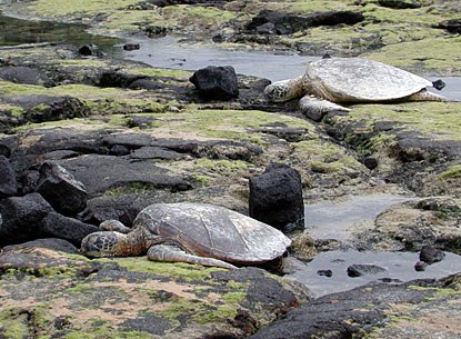 Green sea turtles Green sea turtles