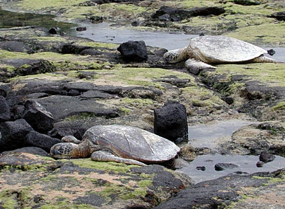 Green sea turtles