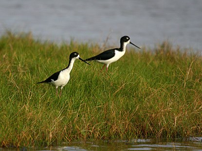 Hawaiian stilts Hawaiian stilts