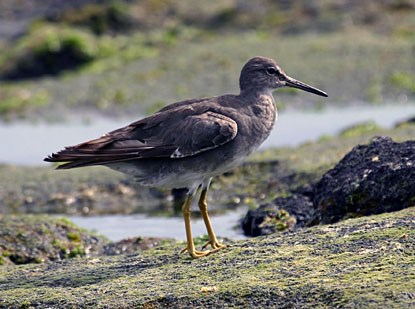 wandering tattler wandering tattler