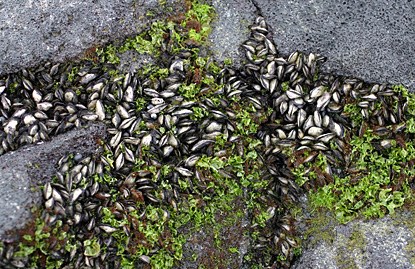 tidepool shells and limu tidepool shells and limu