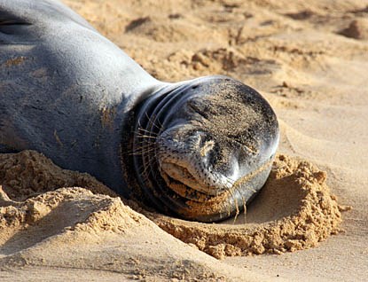 Hawaiian monk seal Hawaiian monk seal
