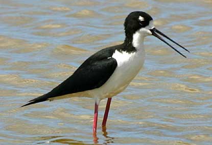 Hawaiian stilt. Hawaiian stilt.
