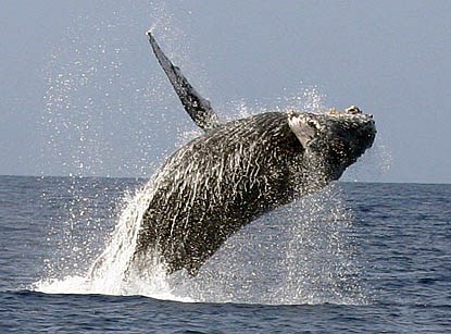hump-backed whale hump-backed whale