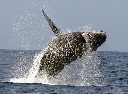hump-backed whale