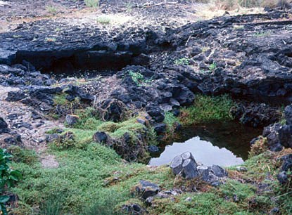 Two anchialine pools