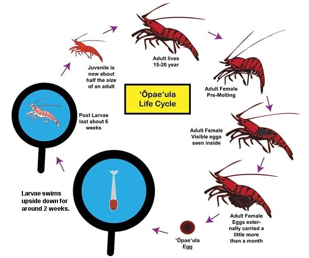 Shows Life Cycle of Hawaiian Red Shrimp