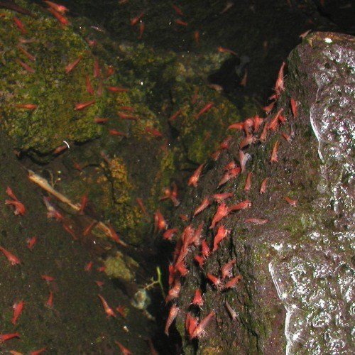 Red shrimp swim in pond