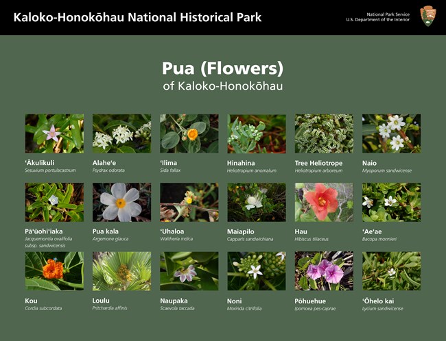 Poster with grid of 18 flower photos, common names, and Latin names
